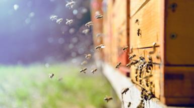 用 AI 技术分析了解蜜蜂消失的原因